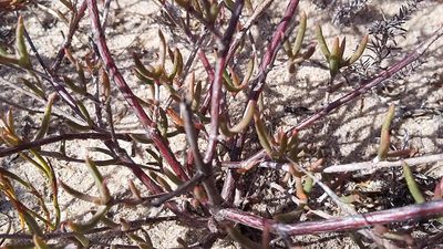 Erepsia aspera, photographed by douglaseustonbrown