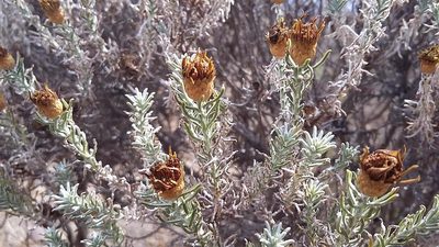 Oedera fruticosa, photographed by douglaseustonbrown