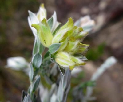 Amphithalea tomentosa, photographed by Di Turner