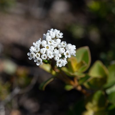 Logania ovata, photographed by Kym Nicolson
