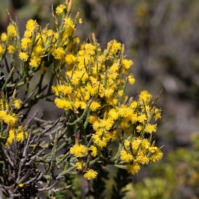 Acacia spinescens, photographed by Kym Nicolson
