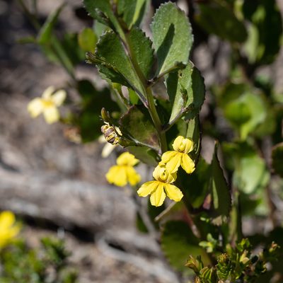 Goodenia varia, photographed by Kym Nicolson
