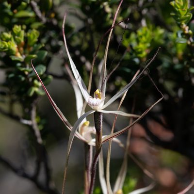 Caladenia capillata, photographed by Kym Nicolson