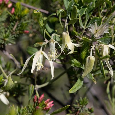 Clematis microphylla, photographed by Kym Nicolson