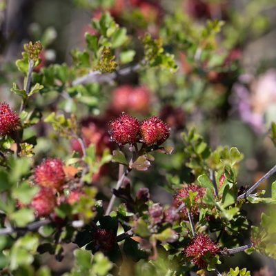 Dodonaea humilis, photographed by Kym Nicolson