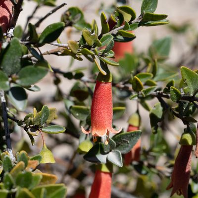 Correa pulchella, photographed by Kym Nicolson
