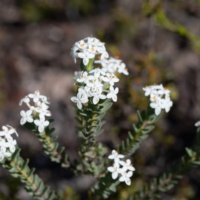 Pimelea glauca, photographed by Kym Nicolson