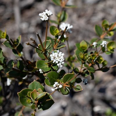 Logania ovata, photographed by Kym Nicolson