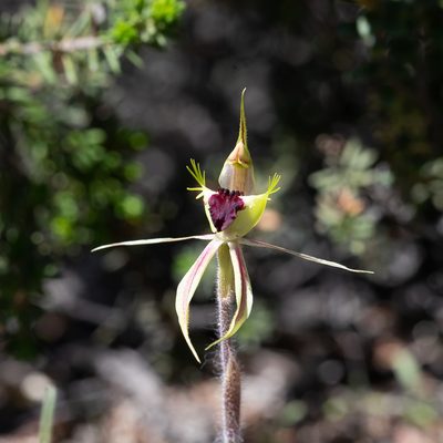 Caladenia stricta, photographed by Kym Nicolson