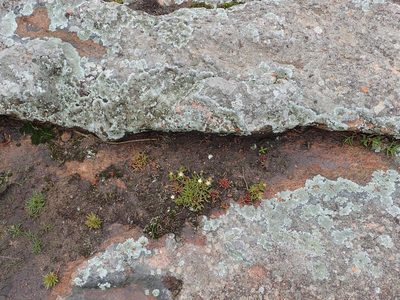 Delosperma lineare, photographed by Peter Warren