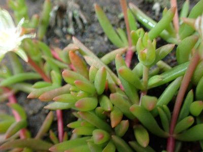 Delosperma lineare, photographed by Peter Warren