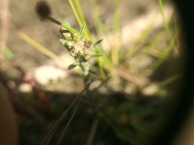 Gnaphalium uliginosum, photographed by Étienne Lacroix-Carignan