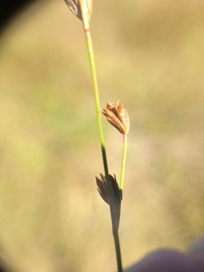 Juncus tweedyi, photographed by Étienne Lacroix-Carignan