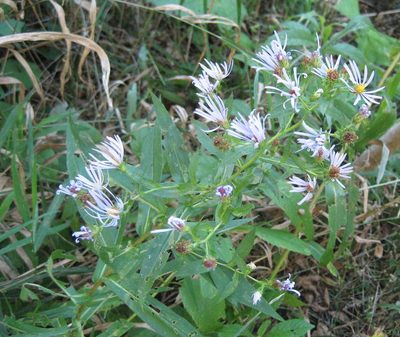 Symphyotrichum puniceum, photographed by rboles