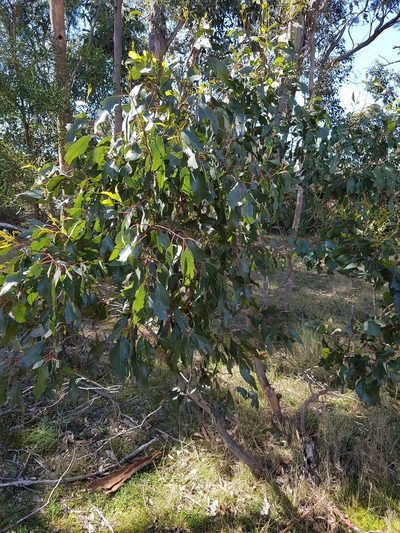 Eucalyptus ovata, photographed by Ink-Kawinwit Kittipalawattanapol