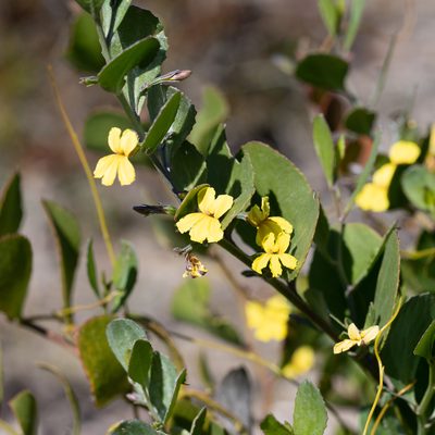 Goodenia varia, photographed by Kym Nicolson
