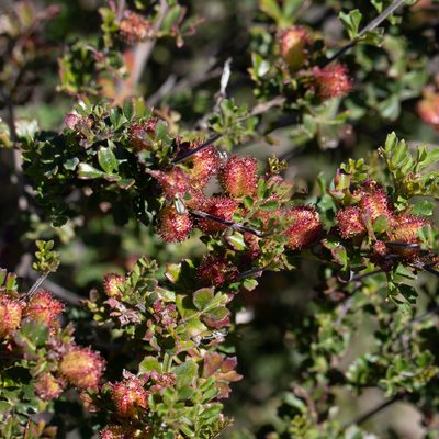 Dodonaea humilis, photographed by Kym Nicolson