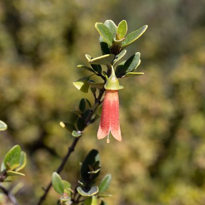 Correa pulchella, photographed by Kym Nicolson