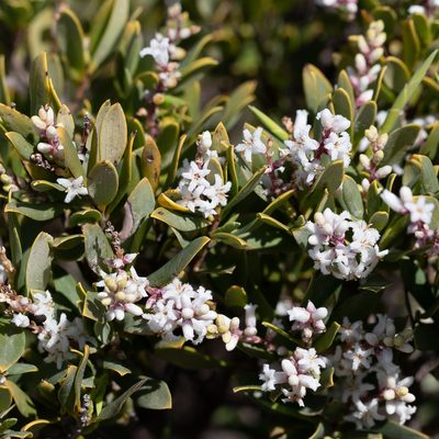 Leucopogon parviflorus, photographed by Kym Nicolson