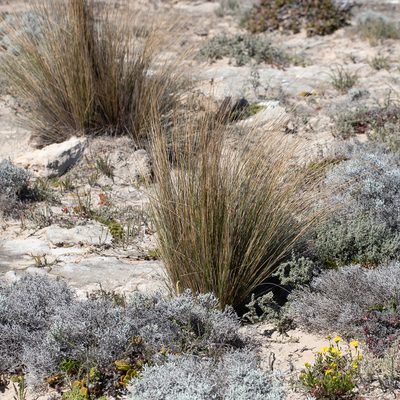 Austrostipa stipoides, photographed by Kym Nicolson