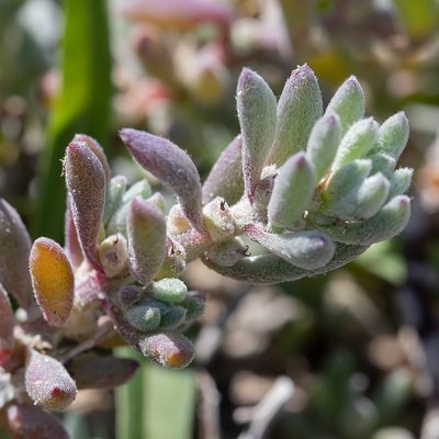 Sclerolaena uniflora, photographed by Kym Nicolson