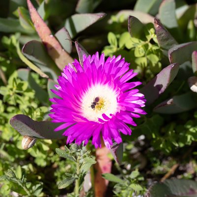 Carpobrotus rossii, photographed by Kym Nicolson