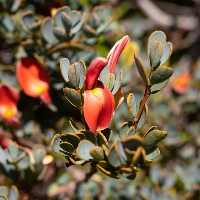 Templetonia retusa, photographed by Kym Nicolson