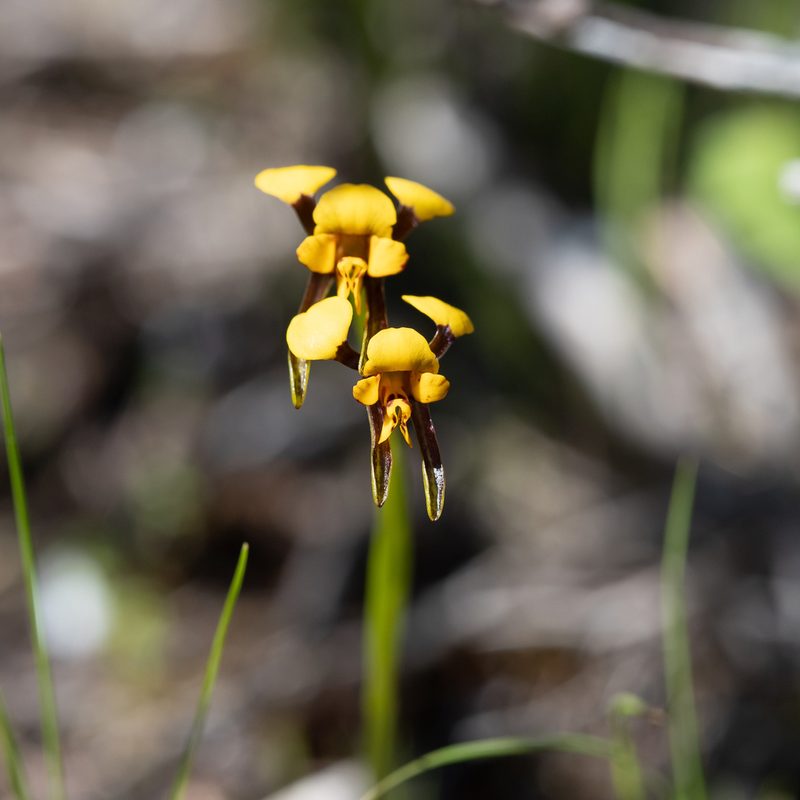 Diuris palustris, photographed by Kym Nicolson