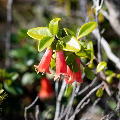 Correa pulchella, photographed by Kym Nicolson