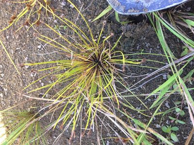 Eleocharis diandra, photographed by Étienne Lacroix-Carignan