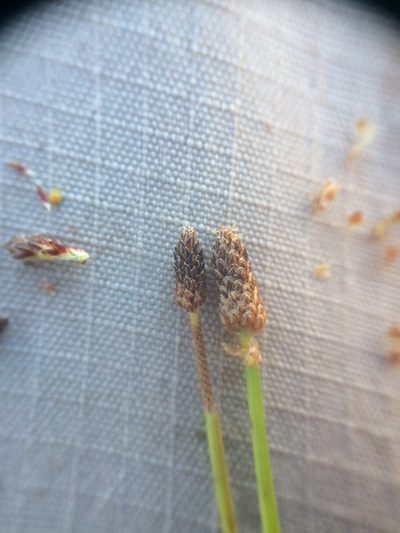 Eleocharis diandra, photographed by Étienne Lacroix-Carignan