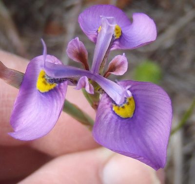 Moraea algoensis, photographed by Nicola van Berkel