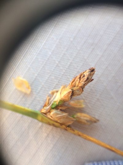 Schoenoplectus torreyi, photographed by Étienne Lacroix-Carignan