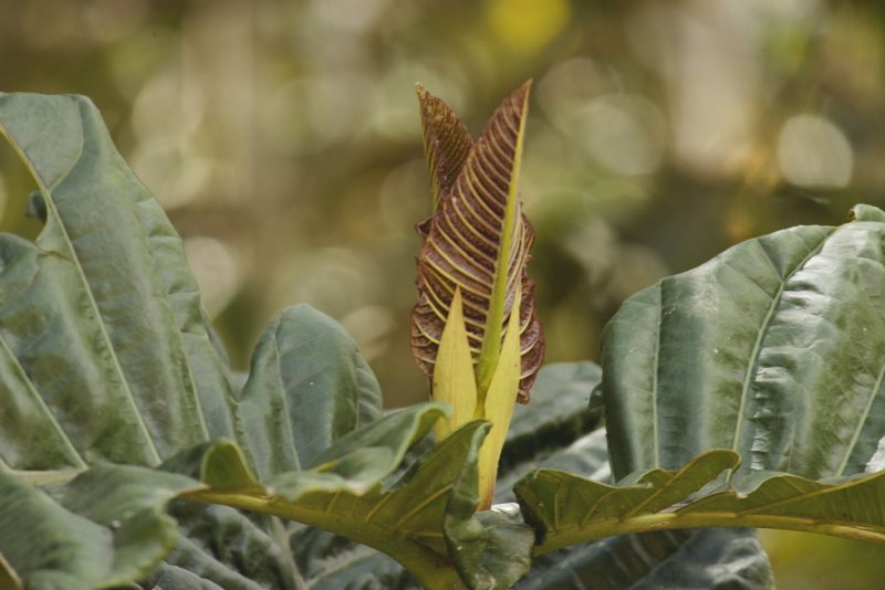 Condaminea corymbosa, photographed by Ruth Gutiérrez Oliveros