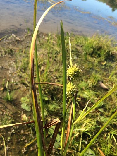 Sparganium androcladum, photographed by Étienne Lacroix-Carignan