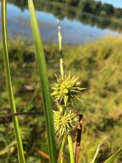 Sparganium androcladum, photographed by Étienne Lacroix-Carignan