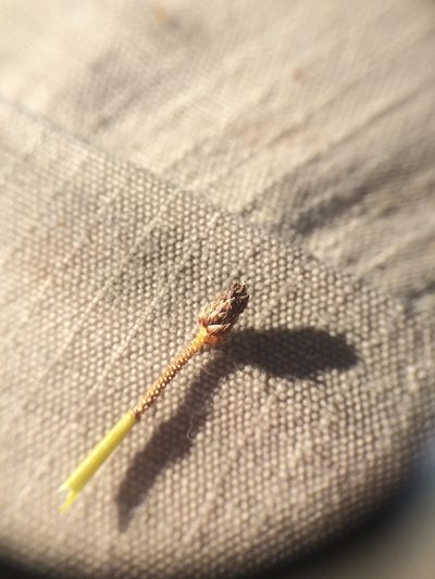 Eleocharis diandra, photographed by Étienne Lacroix-Carignan