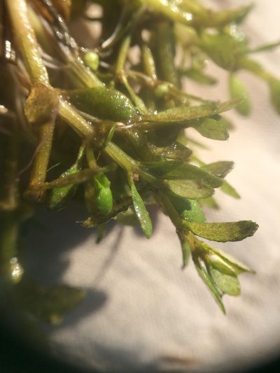 Elatine americana, photographed by Étienne Lacroix-Carignan