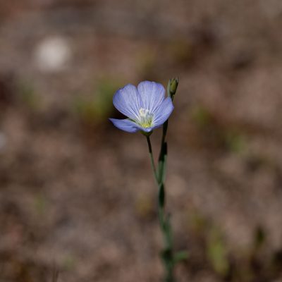 Linum marginale, photographed by Kym Nicolson