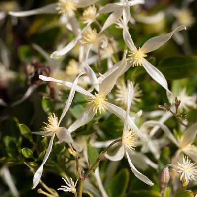 Clematis microphylla, photographed by Kym Nicolson