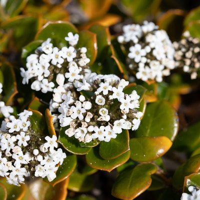 Logania crassifolia, photographed by Kym Nicolson