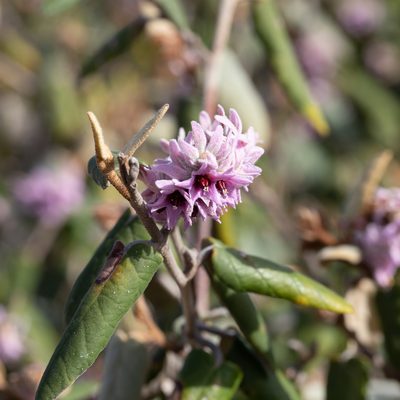 Lasiopetalum discolor, photographed by Kym Nicolson