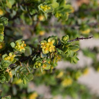 Pimelea serpyllifolia, photographed by Kym Nicolson