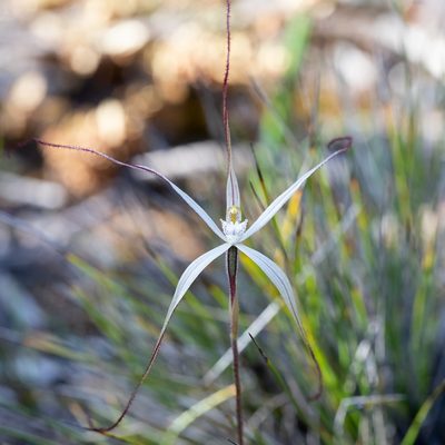 Caladenia capillata, photographed by Kym Nicolson