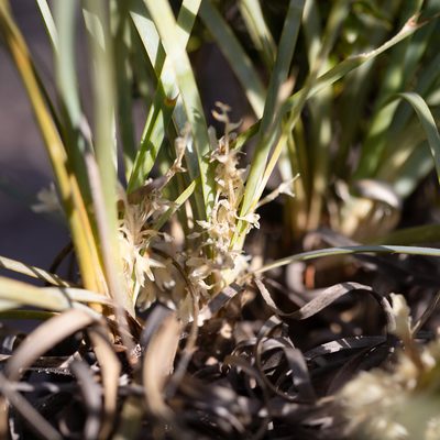 Lomandra effusa, photographed by Kym Nicolson