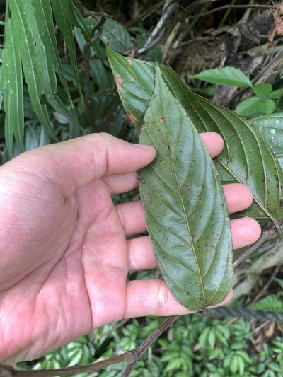 Sageretia randaiensis, photographed by 呂一起(Lyu yi-chi)