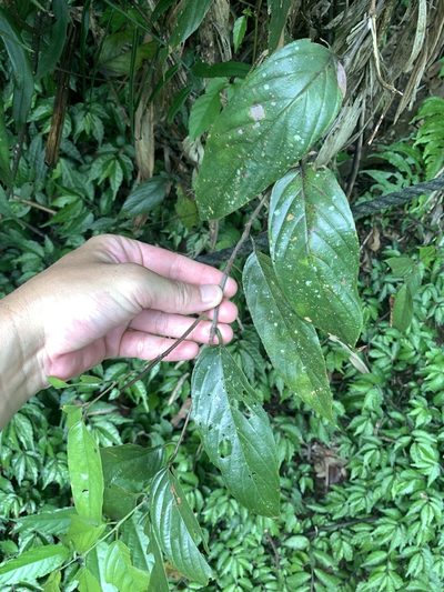 Sageretia randaiensis, photographed by 呂一起(Lyu yi-chi)