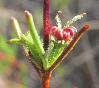 Anthospermum bicorne, photographed by douglaseustonbrown