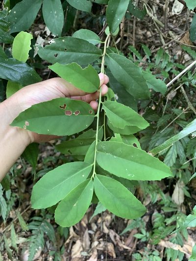 Ilex formosana, photographed by 呂一起(Lyu yi-chi)