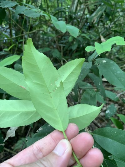 Ilex formosana, photographed by 呂一起(Lyu yi-chi)